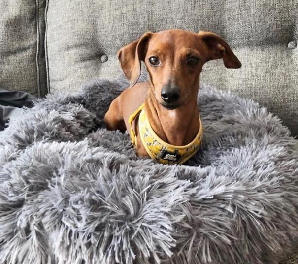 Cama Calmante Para Cachorro brasil